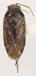 Oligotylus brevitylus, AMNH PBI00370043