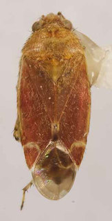 Oligotylus merinoi, AMNH PBI00370056