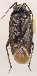 Oligotylus nigerrimus, AMNH PBI00370057