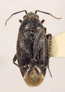 Oligotylus nigerrimus, AMNH PBI00370058