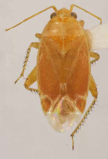 Oligotylus paracarneatus, AMNH PBI00370060