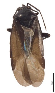 Parapseudosthenarus buchenroederae, AMNH PBI00367948