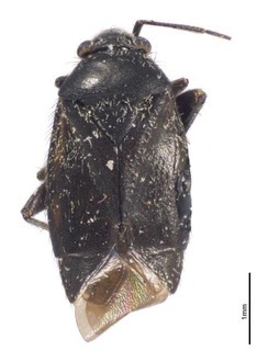 Parapseudosthenarus buchenroederae, AMNH PBI00367952