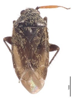 Parapseudosthenarus namibiensis, AMNH PBI00367940