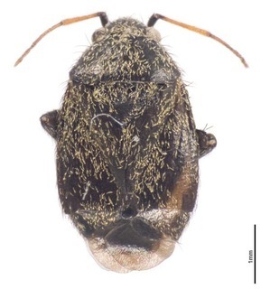 Parapseudosthenarus namibiensis, AMNH PBI00367941
