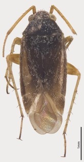 Parapseudosthenarus wiborgii, AMNH PBI00367578