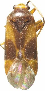 Plagiognathus tinctus, AMNH PBI00370097