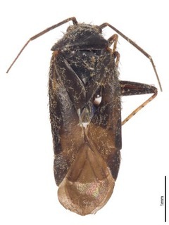 Pseudosthenarus grossus, AMNH PBI00367946