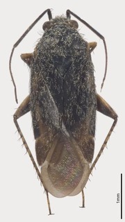 Pseudosthenarus namaquaensis, AMNH PBI00367770