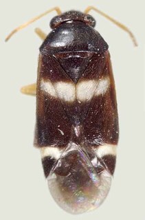 Tuxedo drakei, AMNH PBI00370157