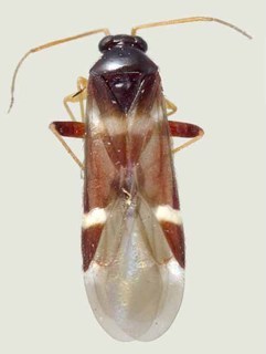 Tuxedo elongatus, AMNH PBI00370132