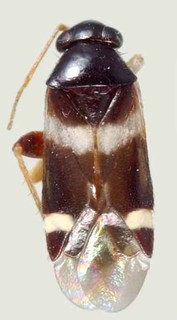 Tuxedo elongatus, AMNH PBI00370164