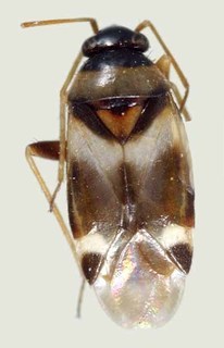 Tuxedo flavicollis, AMNH PBI00370166