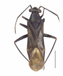 Ampimpacoris flourensii, AMNH PBI00181853