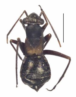 Ampimpacoris flourensii, AMNH PBI00181854
