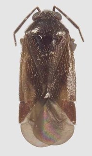 Araucanophylus pacificus, AMNH PBI00103094