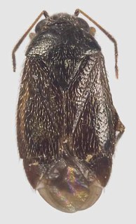 Araucanophylus pacificus, AMNH PBI00103095