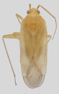Wallabicoris chrysocephali, AMNH PBI00098794