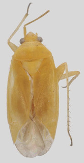 Wallabicoris chrysocephali, AMNH PBI00098809
