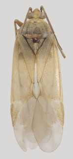Wallabicoris gingera, AMNH PBI00168799