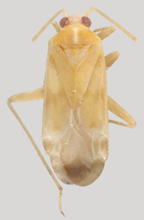 Wallabicoris maralinga, AMNH PBI00173961