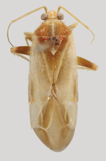 Wallabicoris norsemanius, AMNH PBI00168781