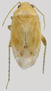 Wallabicoris paradicrastyli, AMNH PBI00098016