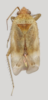 Wallabicoris pimelei, AMNH PBI00194161