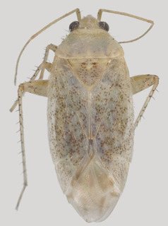 Wallabicoris pityrodiellus, AMNH PBI00090846