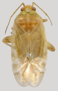 Wallabicoris pomaderri, AMNH PBI00172735
