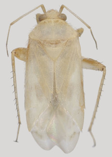 Wallabicoris schwartzi, AMNH PBI00194017