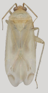 Wallabicoris schwartzi, AMNH PBI00194028