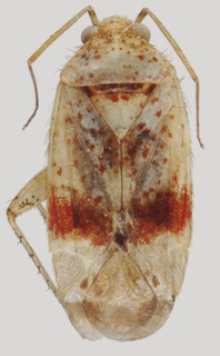 Wallabicoris spyridiellus, AMNH PBI00128839