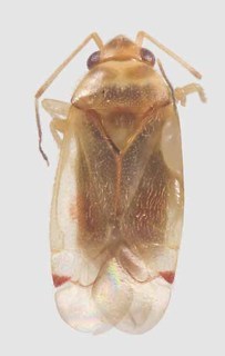 Xiphoidellus aureus, AMNH PBI00091557
