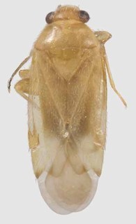 Xiphoidellus pallidus, AMNH PBI00091107