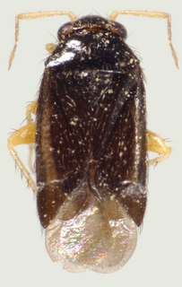Chlamyopsallus lycii, AMNH ENT00021880