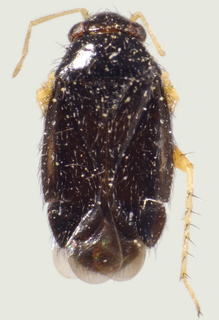 Chlamyopsallus lycii, AMNH ENT00021881