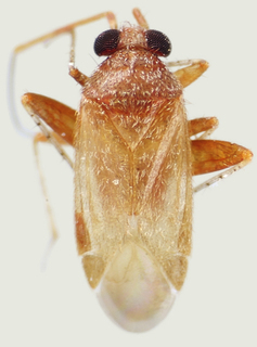 Kasumiphylus kyushuensis, AMNH PBI00114073