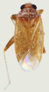 Kasumiphylus kyushuensis, AMNH PBI00114074