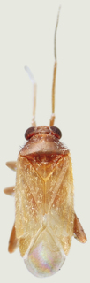 Kasumiphylus ryukyuensis, AMNH PBI00114075