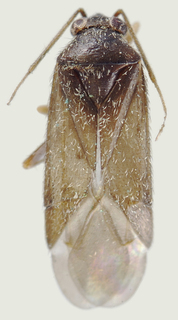 Phoenicocoris obscurellus, AMNH PBI00114078