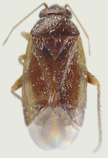 Phoenicocoris obscurellus, AMNH PBI00114079