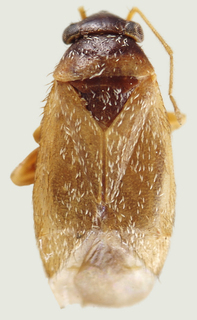 Phoenicocoris pallidicornis, AMNH PBI00114068