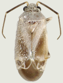 Pseudopsallus greggii, AMNH ENT00021885