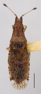 Cryptorhamphus orbus, AMNH ENT00024175