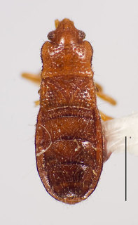 Thaumastella namaquensis, AMNH ENT00024192