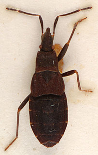 Hyocephalus aprugnus, AMNH ENT00024233