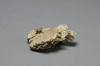 Polistes instabilis, AMNH HYM00000106