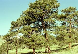 Pinus ponderosa, Whole tree