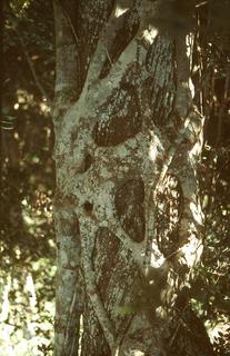 Ficus aurea, Bark